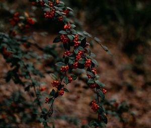 Preview wallpaper branches, berries, red, plant, nature