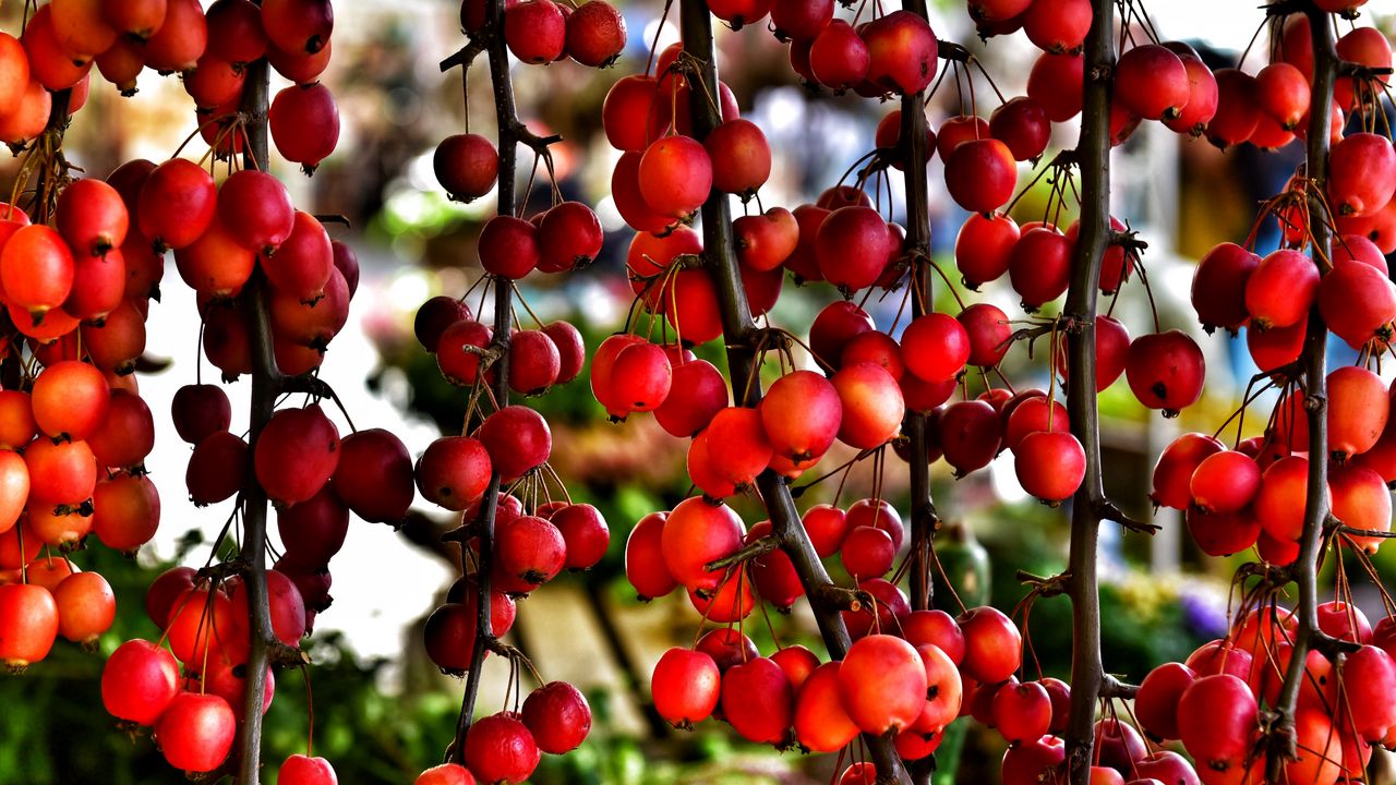 Wallpaper branches, berries, red, plant, macro