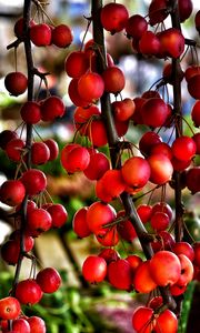 Preview wallpaper branches, berries, red, plant, macro