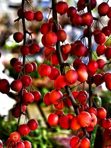 Preview wallpaper branches, berries, red, plant, macro