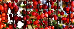 Preview wallpaper branches, berries, red, plant, macro