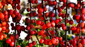 Preview wallpaper branches, berries, red, plant, macro