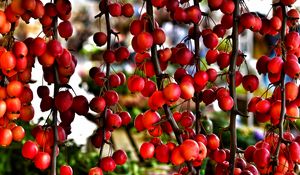 Preview wallpaper branches, berries, red, plant, macro