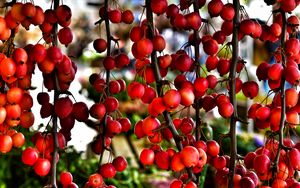 Preview wallpaper branches, berries, red, plant, macro