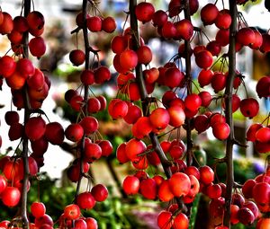 Preview wallpaper branches, berries, red, plant, macro