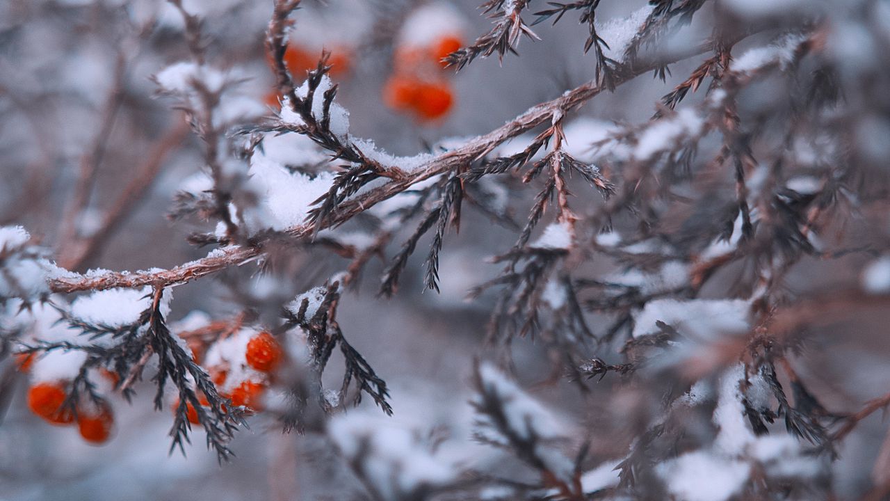 Wallpaper branches, berries, snow, macro