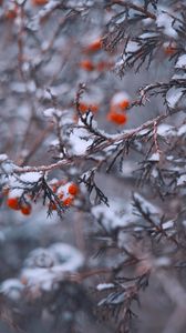 Preview wallpaper branches, berries, snow, macro