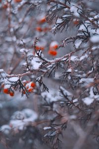 Preview wallpaper branches, berries, snow, macro