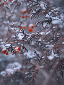 Preview wallpaper branches, berries, snow, macro