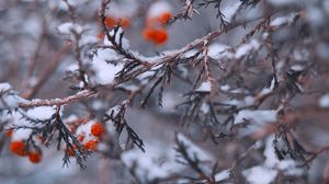 Preview wallpaper branches, berries, snow, macro