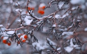 Preview wallpaper branches, berries, snow, macro