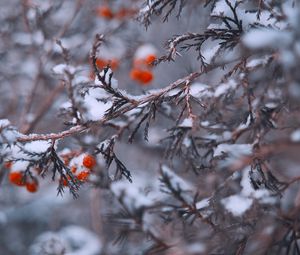 Preview wallpaper branches, berries, snow, macro