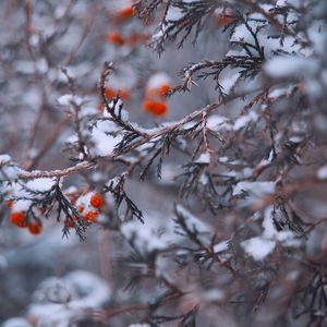 Preview wallpaper branches, berries, snow, macro