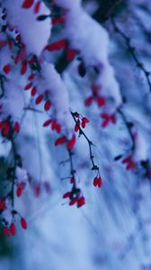 Preview wallpaper branches, berries, snow, winter
