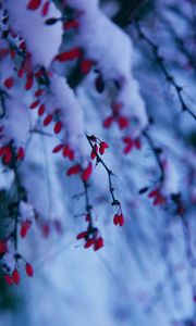 Preview wallpaper branches, berries, snow, winter