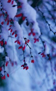 Preview wallpaper branches, berries, snow, winter