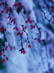 Preview wallpaper branches, berries, snow, winter