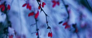 Preview wallpaper branches, berries, snow, winter