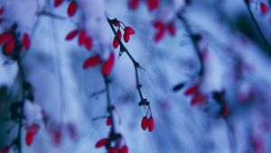 Preview wallpaper branches, berries, snow, winter