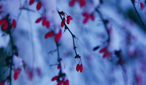 Preview wallpaper branches, berries, snow, winter