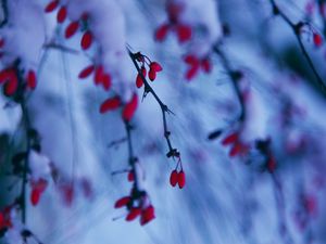 Preview wallpaper branches, berries, snow, winter