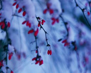 Preview wallpaper branches, berries, snow, winter