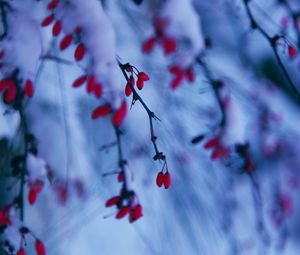 Preview wallpaper branches, berries, snow, winter