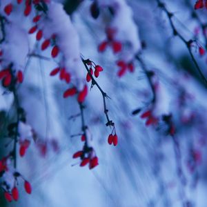 Preview wallpaper branches, berries, snow, winter