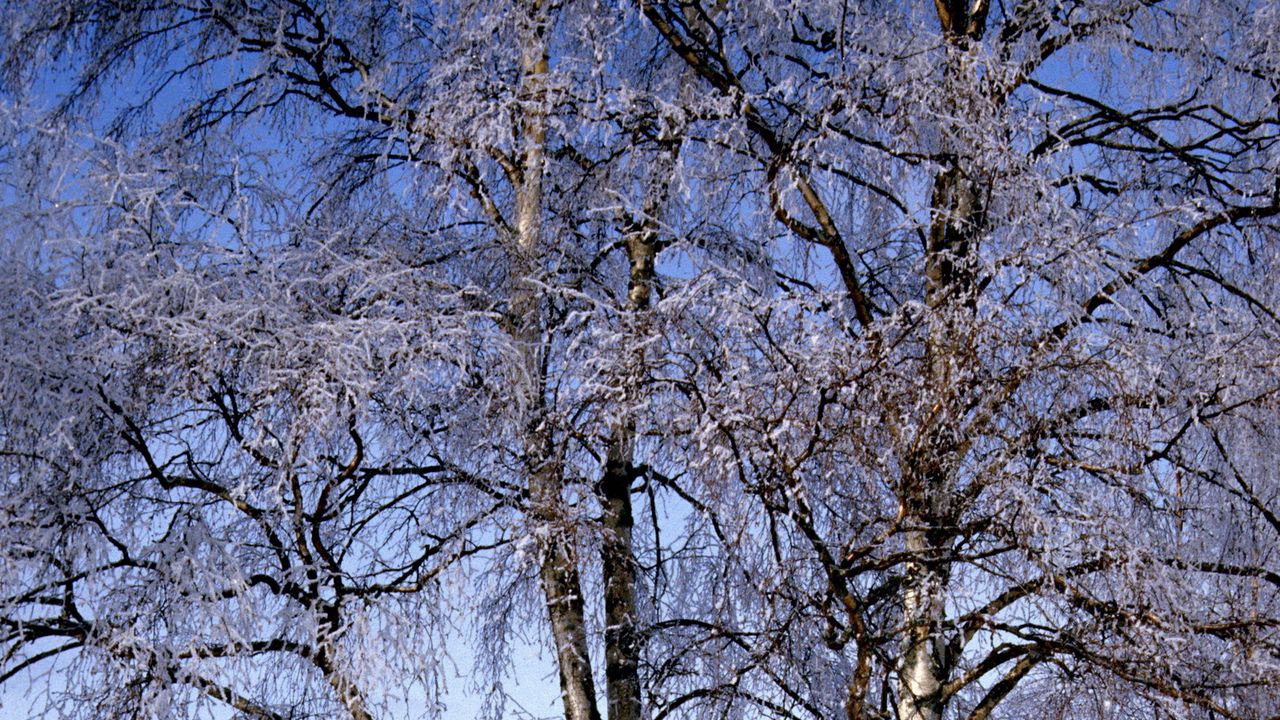 Wallpaper branches, birches, hoarfrost, a frost, winter