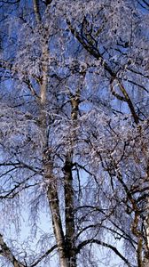 Preview wallpaper branches, birches, hoarfrost, a frost, winter