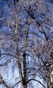 Preview wallpaper branches, birches, hoarfrost, a frost, winter