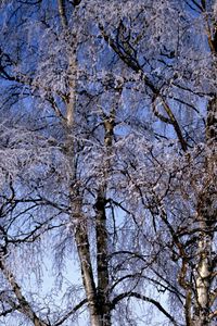 Preview wallpaper branches, birches, hoarfrost, a frost, winter