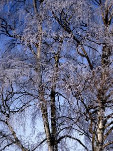 Preview wallpaper branches, birches, hoarfrost, a frost, winter