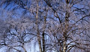 Preview wallpaper branches, birches, hoarfrost, a frost, winter