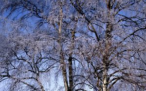 Preview wallpaper branches, birches, hoarfrost, a frost, winter