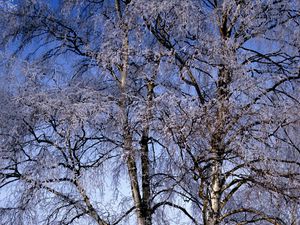 Preview wallpaper branches, birches, hoarfrost, a frost, winter