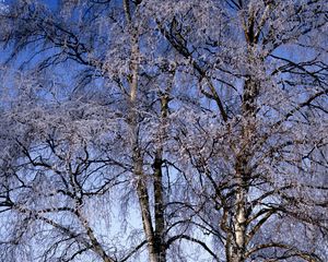 Preview wallpaper branches, birches, hoarfrost, a frost, winter