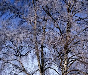 Preview wallpaper branches, birches, hoarfrost, a frost, winter