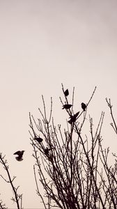 Preview wallpaper branches, birds, minimalism