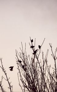 Preview wallpaper branches, birds, minimalism