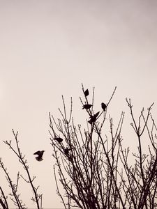 Preview wallpaper branches, birds, minimalism