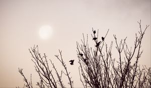 Preview wallpaper branches, birds, minimalism