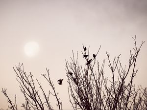 Preview wallpaper branches, birds, minimalism