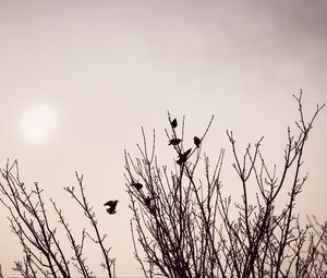 Preview wallpaper branches, birds, minimalism