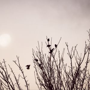 Preview wallpaper branches, birds, minimalism