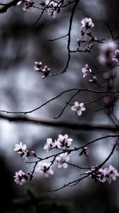 Preview wallpaper branches, bloom, macro, blur