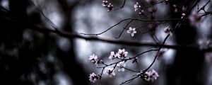 Preview wallpaper branches, bloom, macro, blur