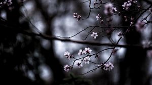 Preview wallpaper branches, bloom, macro, blur