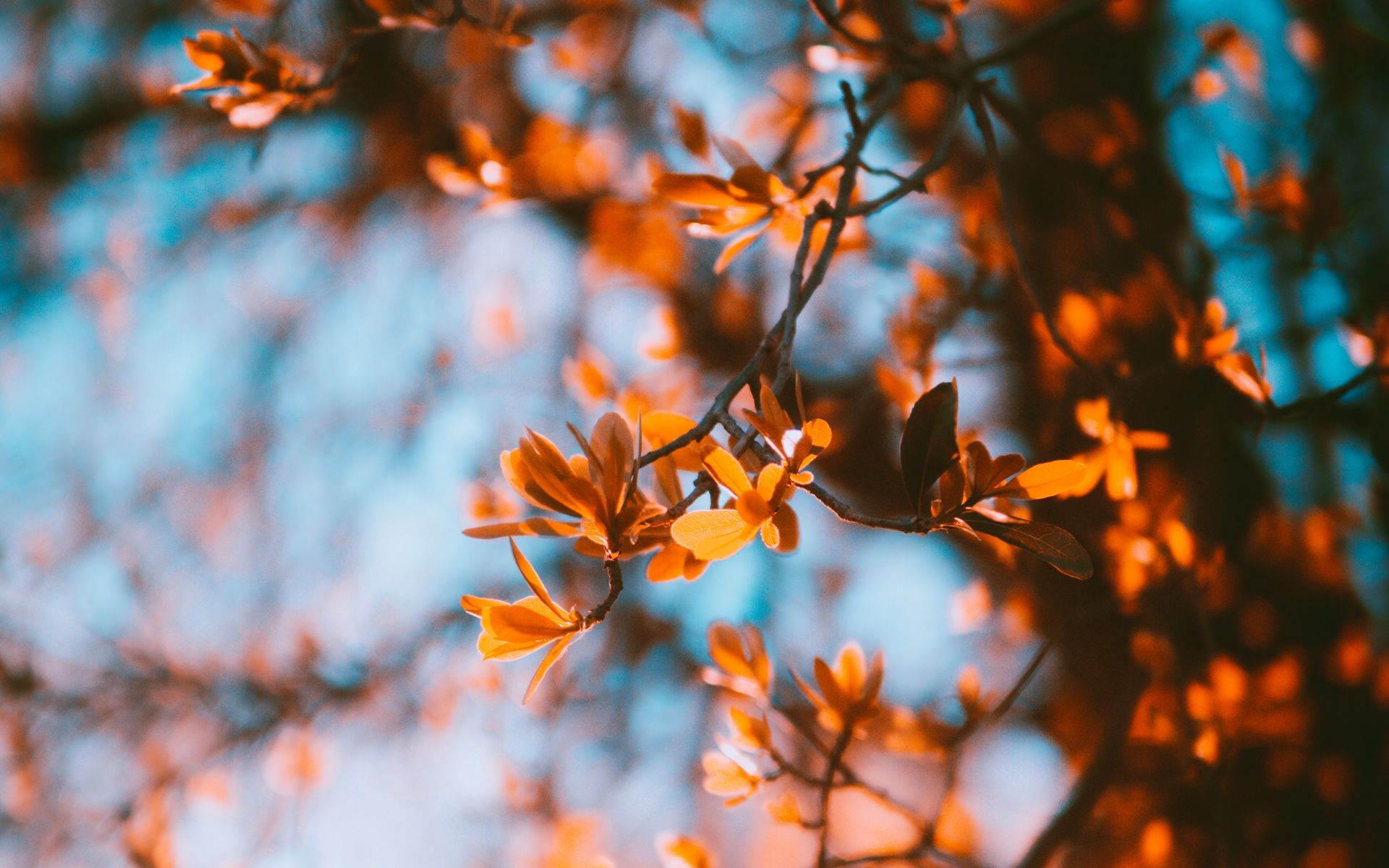 Tải hình nền: nhánh cây, phai mờ, mùa thu, lá...: Cùng tận hưởng không khí se lạnh của mùa thu với những hình nền nhánh cây phai mờ và những chiếc lá rơi. Hãy trang trí màn hình điện thoại của bạn với những hình ảnh tuyệt đẹp này. 