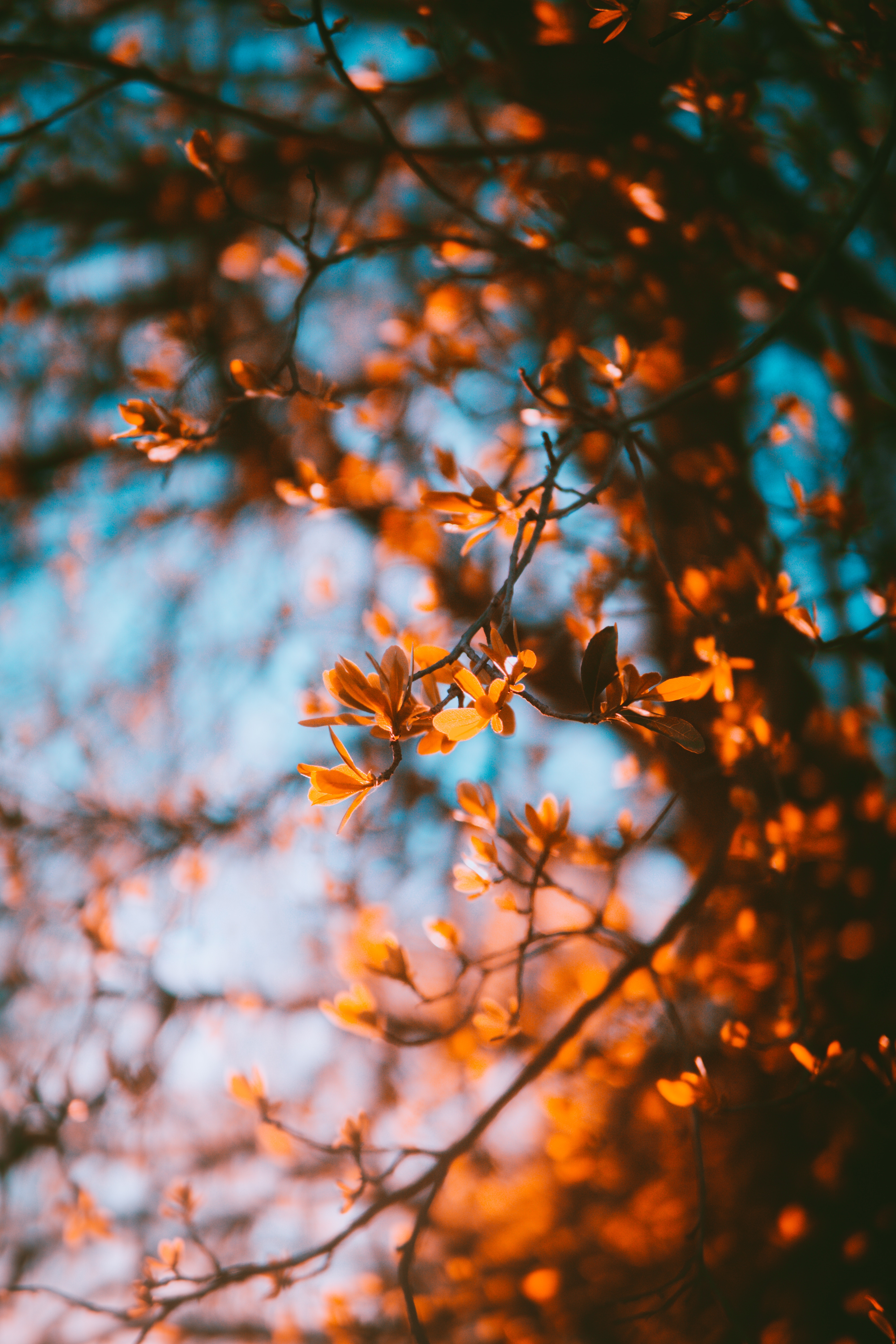 Download wallpaper 4000x6000 branches, blur, autumn, leaves hd background